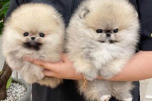Adorable Teacup Teddy Bear Pom Puppies Teddy Information – Everything You Need to Know About Teddy Bears Adorable Teacup Teddy Bear Pom Puppies | Teddy Information – Everything You Need to Know About Teddy Bears