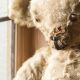 Restore Your Teddy Bear Near You | Expert Care | Teddy Information – Everything You Need to Know About Teddy Bears
