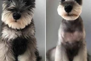 The Ultimate Miniature Schnauzer Teddy Bear Cut Guide | Teddy Information – Everything You Need to Know About Teddy Bears