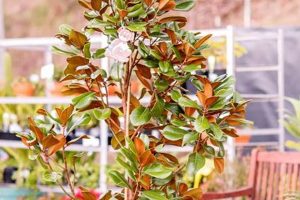 Top Teddy Bear Magnolia Trees For You | Teddy Information – Everything You Need to Know About Teddy Bears