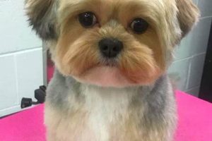 Adorable Teddy Bear Cut for Morkies | Teddy Information – Everything You Need to Know About Teddy Bears
