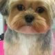 Adorable Teddy Bear Cut for Morkies | Teddy Information – Everything You Need to Know About Teddy Bears