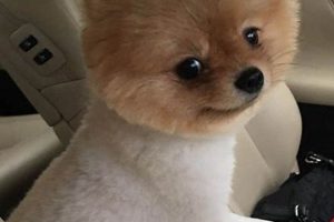 Adorable Teddy Bear Cut Pomeranian Grooming Guide | Teddy Information – Everything You Need to Know About Teddy Bears