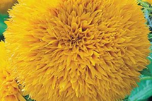 Grow Teddy Bear Sunflowers: Tips &amp; Tricks | Teddy Information – Everything You Need to Know About Teddy Bears