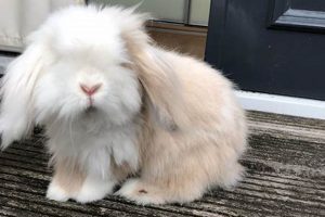 Adorable Teddy Widder Rabbits: A Complete Guide Teddy Information – Everything You Need to Know About Teddy Bears Adorable Teddy Widder Rabbits: A Complete Guide | Teddy Information – Everything You Need to Know About Teddy Bears