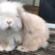 Adorable Teddy Widder Rabbits: A Complete Guide | Teddy Information – Everything You Need to Know About Teddy Bears