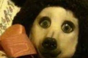 Cursed Creepypasta Teddy Bear Stories | Teddy Information – Everything You Need to Know About Teddy Bears