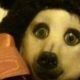 Cursed Creepypasta Teddy Bear Stories | Teddy Information – Everything You Need to Know About Teddy Bears
