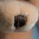 Adorable Teddy Bear Noses: A Plush Guide | Teddy Information – Everything You Need to Know About Teddy Bears