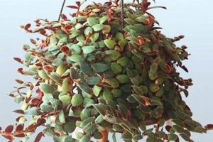 Adorable Teddy Bear Vine Care & Growing Guide | Teddy Information – Everything You Need to Know About Teddy Bears