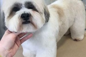 Adorable Lhasa Teddy Bear Cut Styles & Tips | Teddy Information – Everything You Need to Know About Teddy Bears