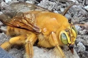 Meet the Teddy Bear Bee of California: A Fuzzy Friend | Teddy Information – Everything You Need to Know About Teddy Bears