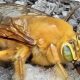 Meet the Teddy Bear Bee of California: A Fuzzy Friend | Teddy Information – Everything You Need to Know About Teddy Bears