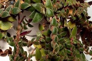 The Ultimate Guide to Teddy Bear Vine Care Tips Teddy Information – Everything You Need to Know About Teddy Bears The Ultimate Guide to Teddy Bear Vine Care Tips | Teddy Information – Everything You Need to Know About Teddy Bears