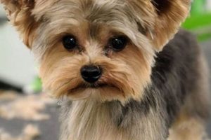 Adorable Yorkie Teddy Bear Cut Styles & Guide | Teddy Information – Everything You Need to Know About Teddy Bears