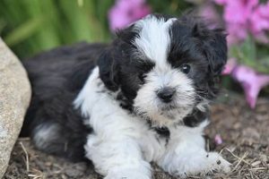 Teddy Bear Breeders In Iowa Teddy Information – Everything You Need to Know About Teddy Bears Teddy Bear Breeders In Iowa | Teddy Information – Everything You Need to Know About Teddy Bears