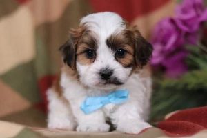 Adorable Teddy Bear Puppies for Sale in OH | Teddy Information – Everything You Need to Know About Teddy Bears