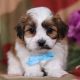 Adorable Teddy Bear Puppies for Sale in OH | Teddy Information – Everything You Need to Know About Teddy Bears