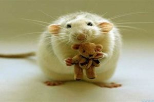 Adorable Plush Mouse Teddy Bears for Sale | Teddy Information – Everything You Need to Know About Teddy Bears