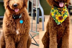 The Perfect Teddy Bear Goldendoodle Cut Guide Teddy Information – Everything You Need to Know About Teddy Bears The Perfect Teddy Bear Goldendoodle Cut Guide | Teddy Information – Everything You Need to Know About Teddy Bears