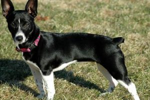 Find Your Teddy Roosevelt Terrier: Adoption Guide | Teddy Information – Everything You Need to Know About Teddy Bears