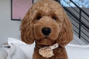 Cute Teddy Bear Cut Doodle Ideas & Inspiration Teddy Information – Everything You Need to Know About Teddy Bears Cute Teddy Bear Cut Doodle Ideas & Inspiration | Teddy Information – Everything You Need to Know About Teddy Bears