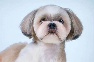 Adorable Shih Tzu Teddy Bear Cut Styles & Tips | Teddy Information – Everything You Need to Know About Teddy Bears