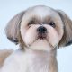 Adorable Shih Tzu Teddy Bear Cut Styles & Tips | Teddy Information – Everything You Need to Know About Teddy Bears