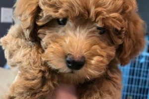 Adorable Teddy Bear Teacup Goldendoodles: Cuddly Companions | Teddy Information – Everything You Need to Know About Teddy Bears