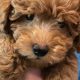 Adorable Teddy Bear Teacup Goldendoodles: Cuddly Companions | Teddy Information – Everything You Need to Know About Teddy Bears