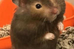 Adorable Brown Teddy Bear Hamsters: Care & Facts | Teddy Information – Everything You Need to Know About Teddy Bears