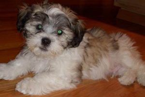 Adorable Teddy Bear Bichon Shih Tzu Guide | Teddy Information – Everything You Need to Know About Teddy Bears