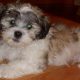 Adorable Teddy Bear Bichon Shih Tzu Guide | Teddy Information – Everything You Need to Know About Teddy Bears