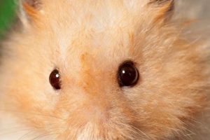 Adorable Teddy Bear Hamsters: Care & Guide Teddy Information – Everything You Need to Know About Teddy Bears Adorable Teddy Bear Hamsters: Care & Guide | Teddy Information – Everything You Need to Know About Teddy Bears