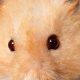 Adorable Teddy Bear Hamsters: Care & Guide | Teddy Information – Everything You Need to Know About Teddy Bears