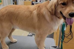 The Perfect Teddy Cut Golden Retriever Guide Teddy Information – Everything You Need to Know About Teddy Bears The Perfect Teddy Cut Golden Retriever Guide | Teddy Information – Everything You Need to Know About Teddy Bears