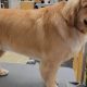 The Perfect Teddy Cut Golden Retriever Guide | Teddy Information – Everything You Need to Know About Teddy Bears