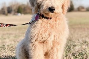 Adorable Miniature English Teddy Bear Goldendoodle Puppies | Teddy Information – Everything You Need to Know About Teddy Bears