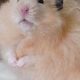 Adorable Long Haired Teddy Bear Hamsters as Pets | Teddy Information – Everything You Need to Know About Teddy Bears