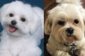 Maltese Puppy Cut vs. Teddy Bear: Which is Best? Teddy Information – Everything You Need to Know About Teddy Bears Maltese Puppy Cut vs. Teddy Bear: Which is Best? | Teddy Information – Everything You Need to Know About Teddy Bears