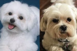 Maltese Puppy Cut vs. Teddy Bear: Which is Best? Teddy Information – Everything You Need to Know About Teddy Bears Maltese Puppy Cut vs. Teddy Bear: Which is Best? | Teddy Information – Everything You Need to Know About Teddy Bears