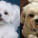 Maltese Puppy Cut vs. Teddy Bear: Which is Best? | Teddy Information – Everything You Need to Know About Teddy Bears