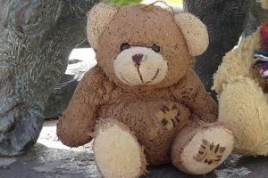 Help Denver Family Find Lost Teddy Bear! | Teddy Information – Everything You Need to Know About Teddy Bears