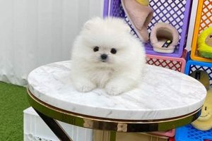 Adorable Teddy Bear Pomeranians For Sale Near You Teddy Information – Everything You Need to Know About Teddy Bears Adorable Teddy Bear Pomeranians For Sale Near You | Teddy Information – Everything You Need to Know About Teddy Bears