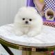 Adorable Teddy Bear Pomeranians For Sale Near You | Teddy Information – Everything You Need to Know About Teddy Bears