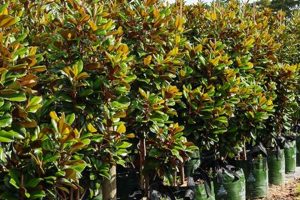 Magnolia Teddy Bear Growth Rate | Teddy Information – Everything You Need to Know About Teddy Bears