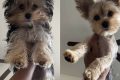 Classic Yorkie Teddy Bear Cut Styles Teddy Information – Everything You Need to Know About Teddy Bears Classic Yorkie Teddy Bear Cut Styles | Teddy Information – Everything You Need to Know About Teddy Bears