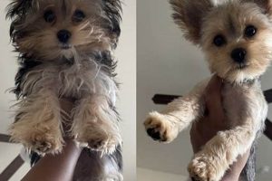Classic Yorkie Teddy Bear Cut Styles | Teddy Information – Everything You Need to Know About Teddy Bears