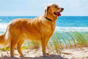 Find Teddy the Golden Retriever's Home! Teddy Information – Everything You Need to Know About Teddy Bears Find Teddy the Golden Retriever's Home! | Teddy Information – Everything You Need to Know About Teddy Bears