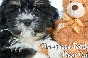 Adorable Havanese Teddy Bear Cut & Care | Teddy Information – Everything You Need to Know About Teddy Bears